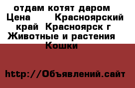 отдам котят даром › Цена ­ 5 - Красноярский край, Красноярск г. Животные и растения » Кошки   